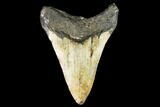 Fossil Megalodon Tooth - North Carolina #108989-2